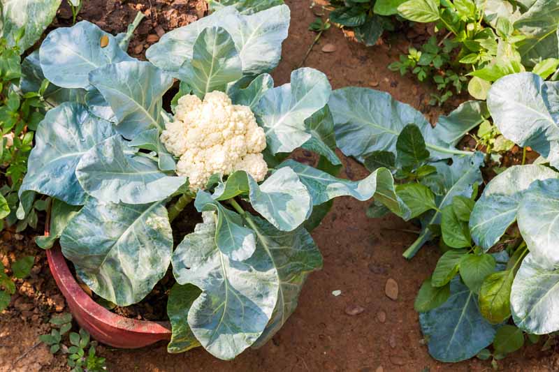 Cauliflower Plant