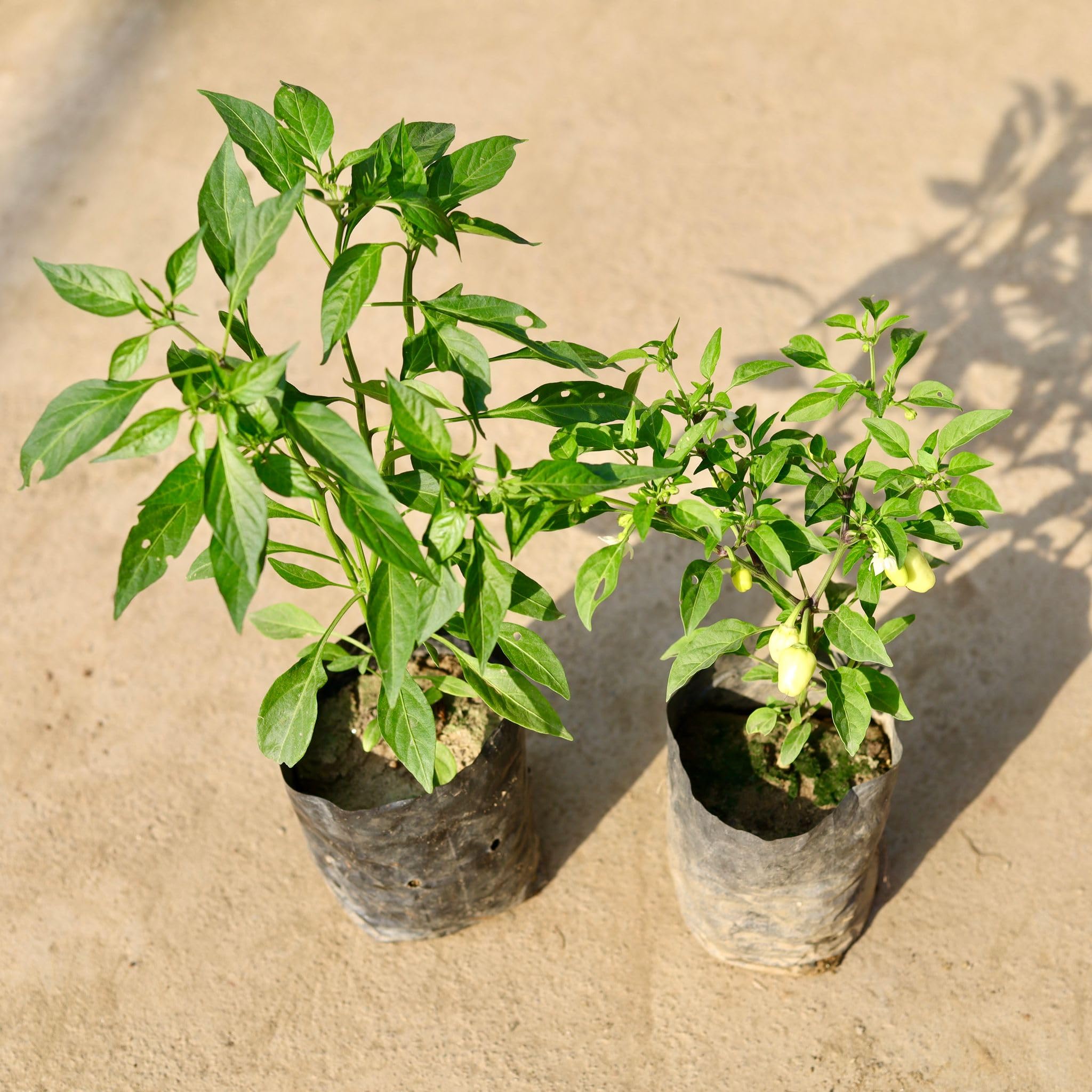 Green Chili