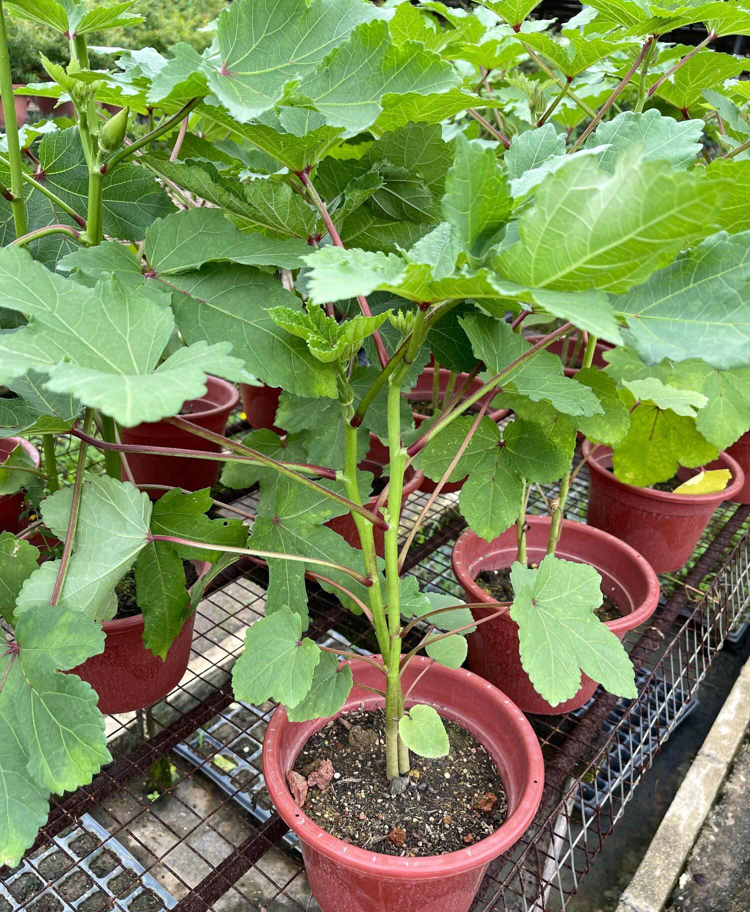 Ladyfinger (Okra)